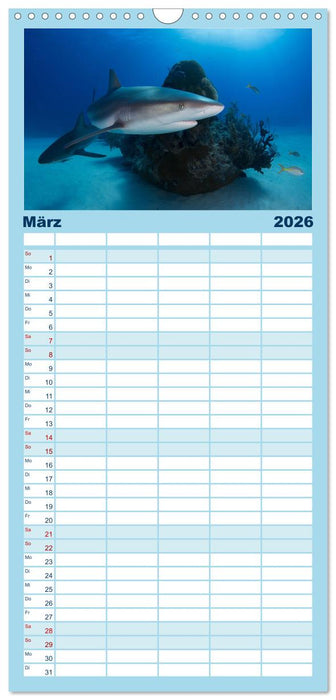 Haie - Könige der Meere. (CALVENDO Familienplaner 2026)