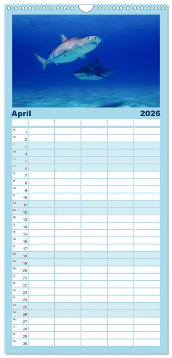 Haie - Könige der Meere. (CALVENDO Familienplaner 2026)