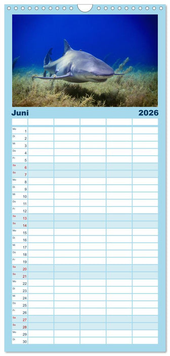 Haie - Könige der Meere. (CALVENDO Familienplaner 2026)