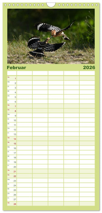 Der Wiedehopf (CALVENDO Familienplaner 2026)