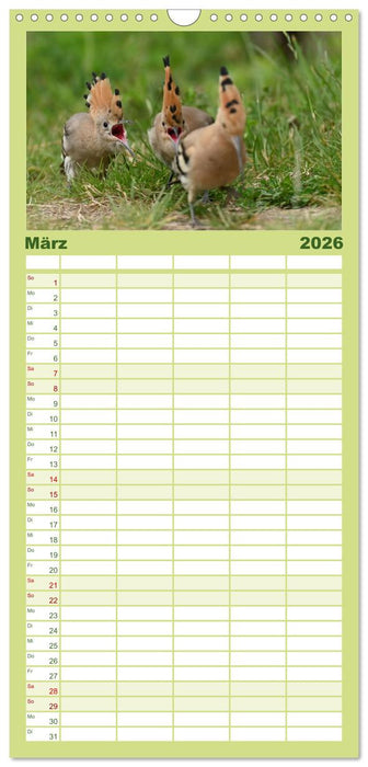 Der Wiedehopf (CALVENDO Familienplaner 2026)