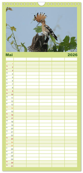 Der Wiedehopf (CALVENDO Familienplaner 2026)
