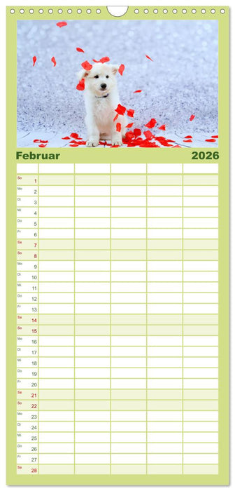 Weiße Schäferhunde - Welpenzeit (CALVENDO Familienplaner 2026)
