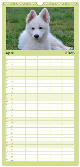 Weiße Schäferhunde - Welpenzeit (CALVENDO Familienplaner 2026)