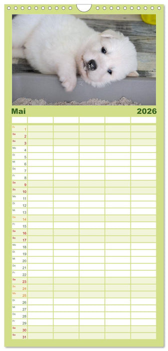 Weiße Schäferhunde - Welpenzeit (CALVENDO Familienplaner 2026)
