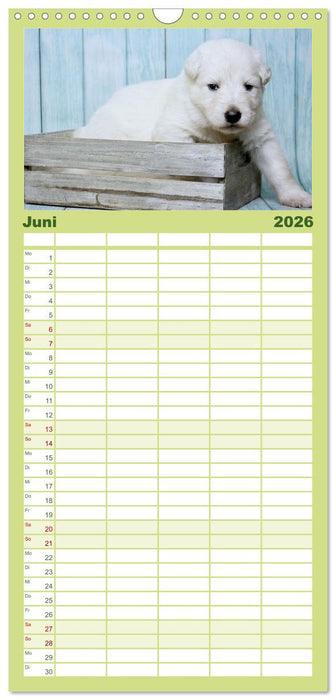 Weiße Schäferhunde - Welpenzeit (CALVENDO Familienplaner 2026)
