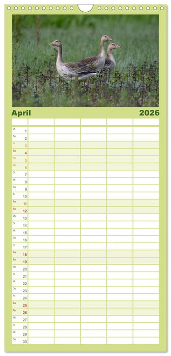 Donaudelta - Europas großes Vogelparadies (CALVENDO Familienplaner 2026)