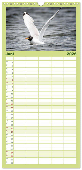 Donaudelta - Europas großes Vogelparadies (CALVENDO Familienplaner 2026)