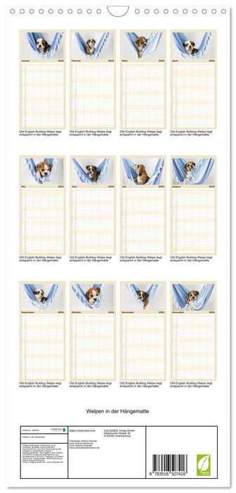 Welpen in der Hängematte (CALVENDO Familienplaner 2026)