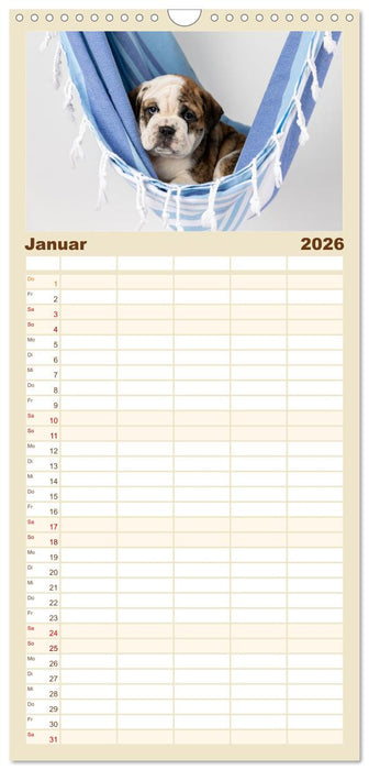 Welpen in der Hängematte (CALVENDO Familienplaner 2026)