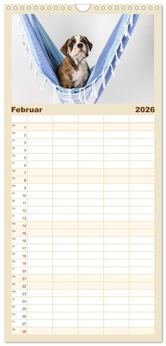 Welpen in der Hängematte (CALVENDO Familienplaner 2026)