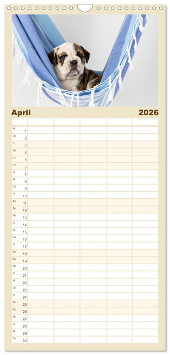 Welpen in der Hängematte (CALVENDO Familienplaner 2026)