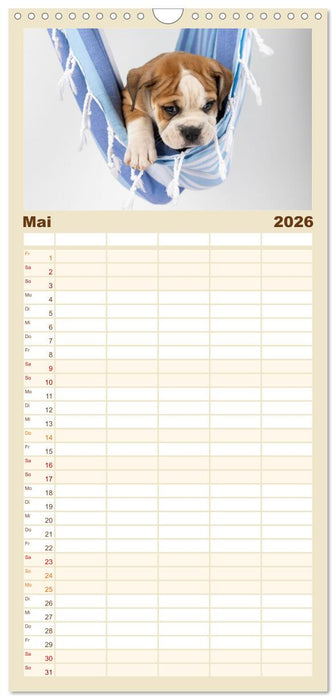 Welpen in der Hängematte (CALVENDO Familienplaner 2026)