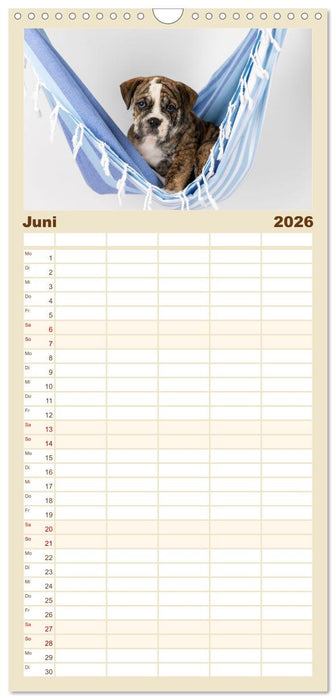 Welpen in der Hängematte (CALVENDO Familienplaner 2026)