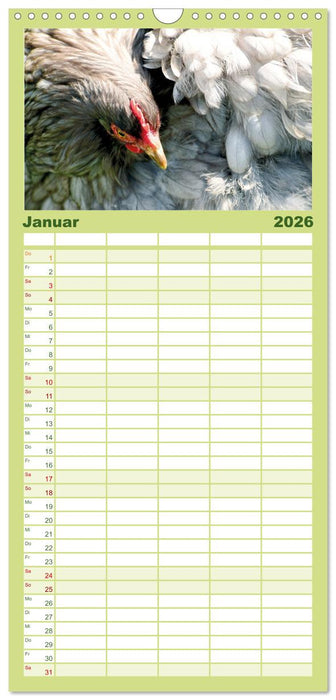 Hühner im Garten (CALVENDO Familienplaner 2026)