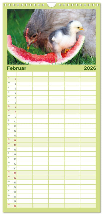 Hühner im Garten (CALVENDO Familienplaner 2026)