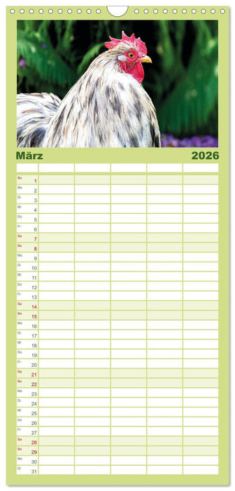 Hühner im Garten (CALVENDO Familienplaner 2026)
