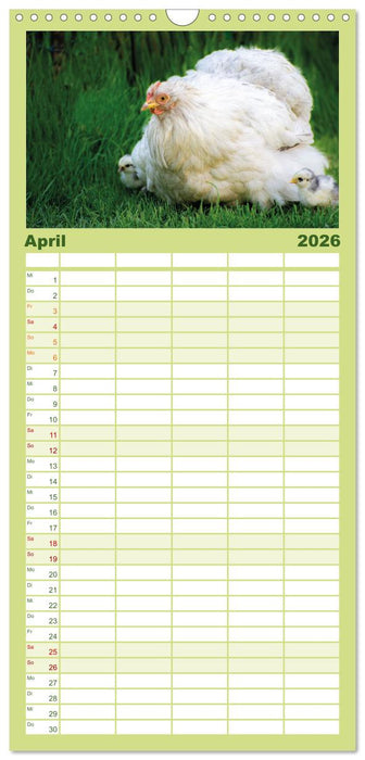 Hühner im Garten (CALVENDO Familienplaner 2026)