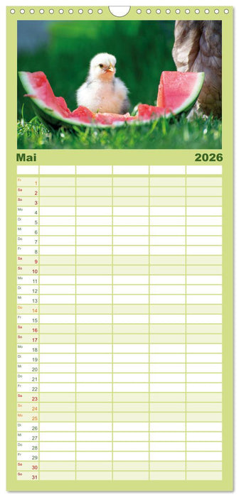 Hühner im Garten (CALVENDO Familienplaner 2026)