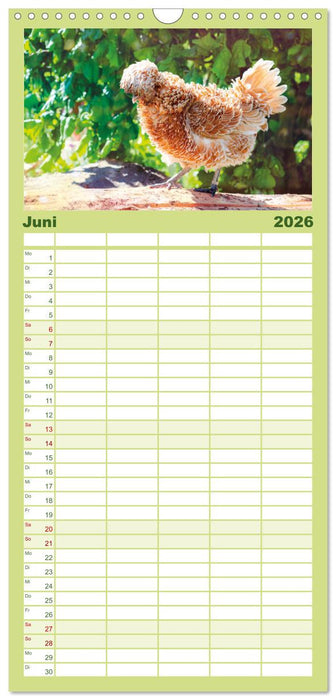 Hühner im Garten (CALVENDO Familienplaner 2026)