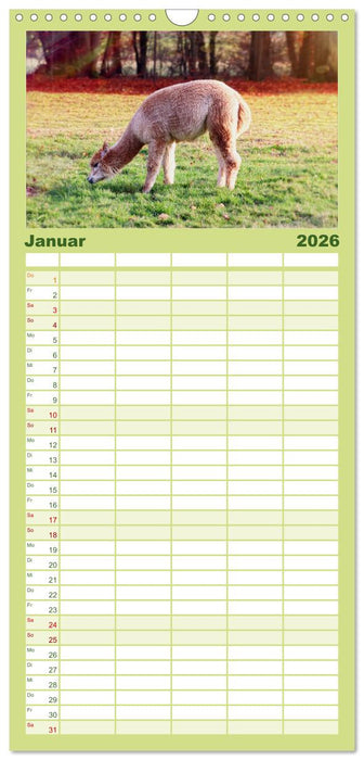 Alpaka, coole Typen mit wilden Frisuren (CALVENDO Familienplaner 2026)