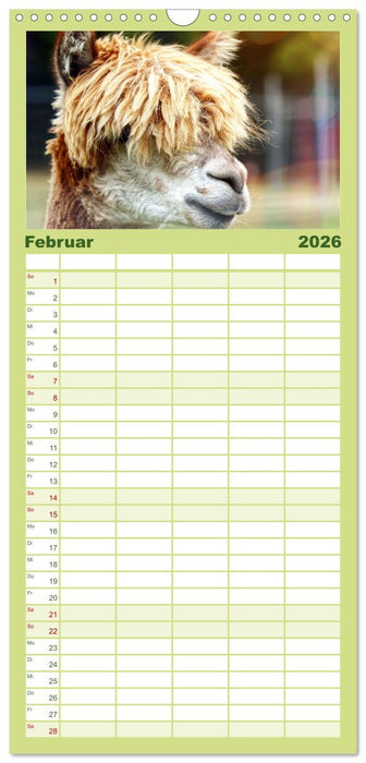 Alpaka, coole Typen mit wilden Frisuren (CALVENDO Familienplaner 2026)