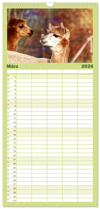 Alpaka, coole Typen mit wilden Frisuren (CALVENDO Familienplaner 2026)