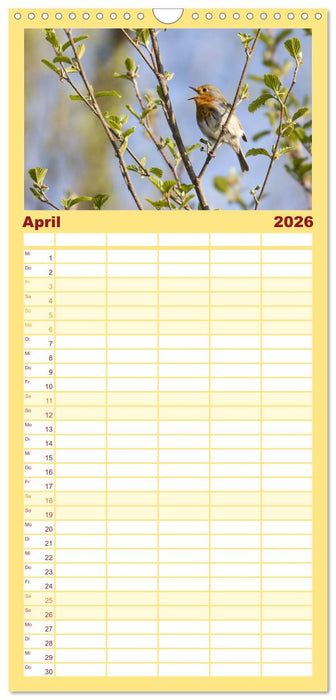 Geliebtes Rotkehlchen (CALVENDO Familienplaner 2026)