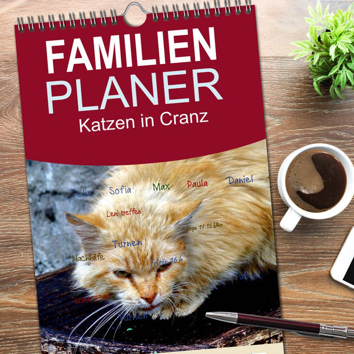 Katzen in Cranz (CALVENDO Familienplaner 2026)