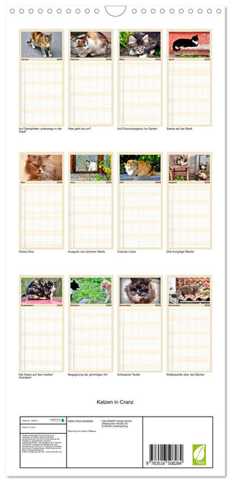 Katzen in Cranz (CALVENDO Familienplaner 2026)