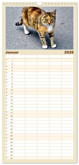 Katzen in Cranz (CALVENDO Familienplaner 2026)