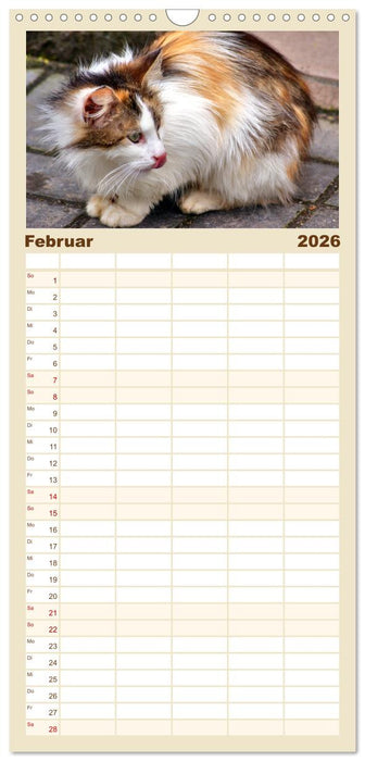 Katzen in Cranz (CALVENDO Familienplaner 2026)