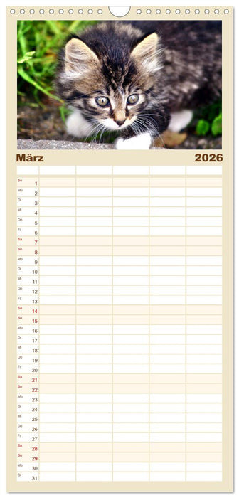 Katzen in Cranz (CALVENDO Familienplaner 2026)