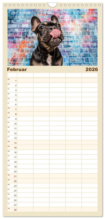 Cool Dogs - Hunde-Spaß im Studio (CALVENDO Familienplaner 2026)