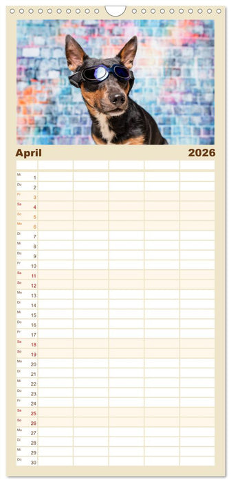 Cool Dogs - Hunde-Spaß im Studio (CALVENDO Familienplaner 2026)