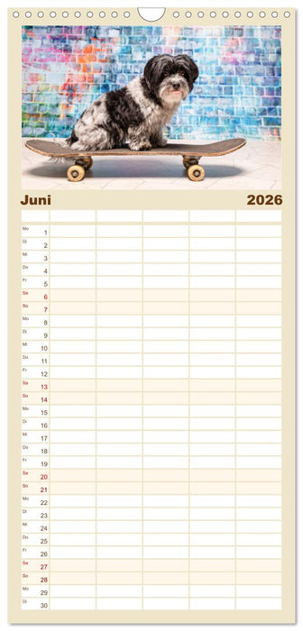 Cool Dogs - Hunde-Spaß im Studio (CALVENDO Familienplaner 2026)