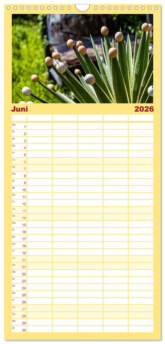 Früchte der Karibik (CALVENDO Familienplaner 2026)