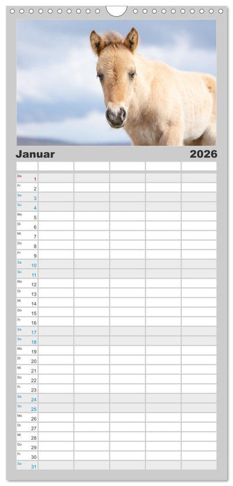 Islandpferde Kalender - Pferde von der Insel aus Feuer und Eis (CALVENDO Familienplaner 2026)