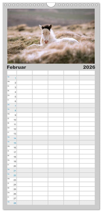 Islandpferde Kalender - Pferde von der Insel aus Feuer und Eis (CALVENDO Familienplaner 2026)