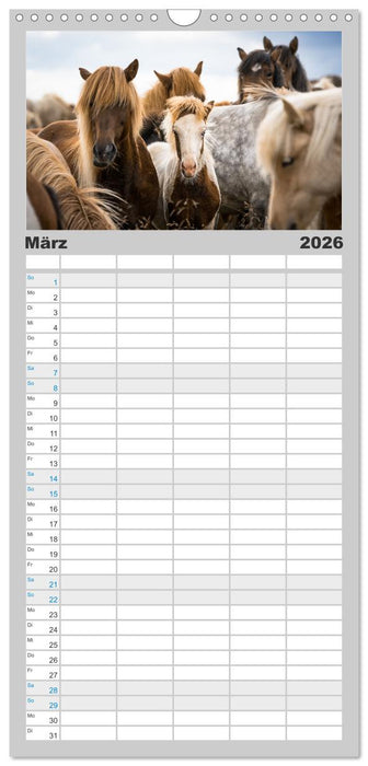 Islandpferde Kalender - Pferde von der Insel aus Feuer und Eis (CALVENDO Familienplaner 2026)