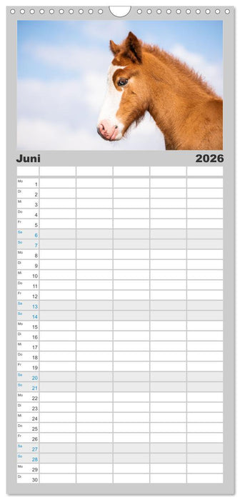 Islandpferde Kalender - Pferde von der Insel aus Feuer und Eis (CALVENDO Familienplaner 2026)