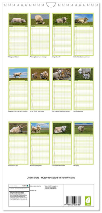 Deichschafe - Hüter der Deiche in Nordfriesland (CALVENDO Familienplaner 2026)