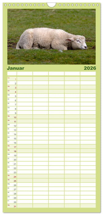 Deichschafe - Hüter der Deiche in Nordfriesland (CALVENDO Familienplaner 2026)