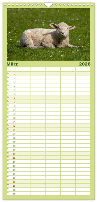 Deichschafe - Hüter der Deiche in Nordfriesland (CALVENDO Familienplaner 2026)