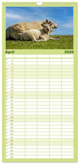 Deichschafe - Hüter der Deiche in Nordfriesland (CALVENDO Familienplaner 2026)
