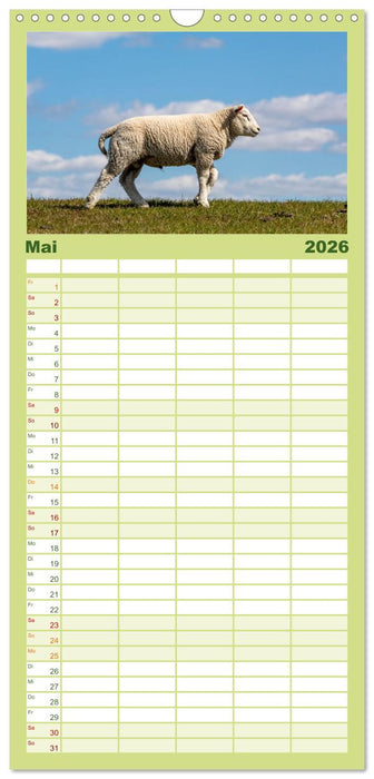 Deichschafe - Hüter der Deiche in Nordfriesland (CALVENDO Familienplaner 2026)