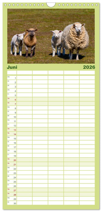 Deichschafe - Hüter der Deiche in Nordfriesland (CALVENDO Familienplaner 2026)