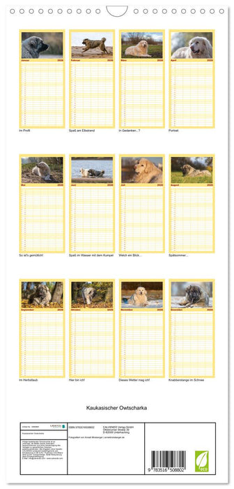 Kaukasischer Owtscharka (CALVENDO Familienplaner 2026)