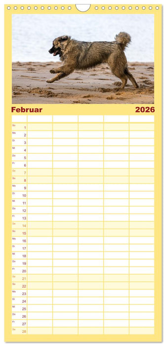 Kaukasischer Owtscharka (CALVENDO Familienplaner 2026)