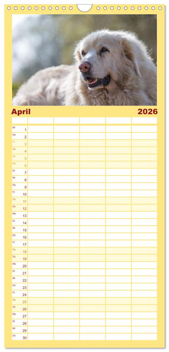 Kaukasischer Owtscharka (CALVENDO Familienplaner 2026)